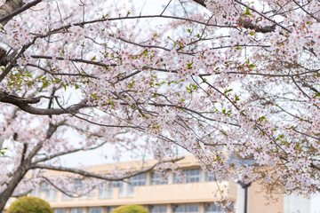 Fototapeta na wymiar 満開の桜と学校の校舎