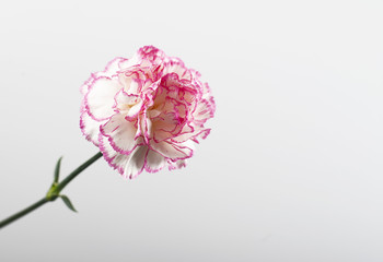 White and pink flower background on white. Copy space. Mockup.