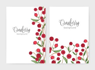Collection of flyer or poster templates decorated with cranberry sprigs hand drawn on white background. Bundle of cards with natural berry decoration. Colorful botanical vector illustration.