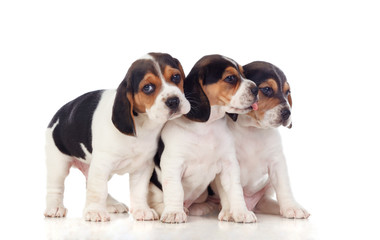 Three beautiful beagle puppies