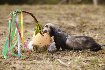 Ferret watching easter surprise in giant egg in spring park