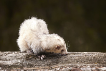 Ferret sitting on tree and enjoying their walk and game in park