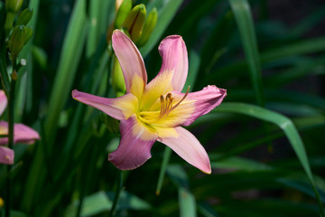 flowers summer Park nature plants greenhouse background greeting card
