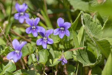 duftendes Veilchen - Viola odorata