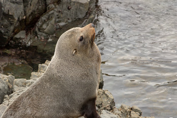 Gray Seal Looks Into Distance 