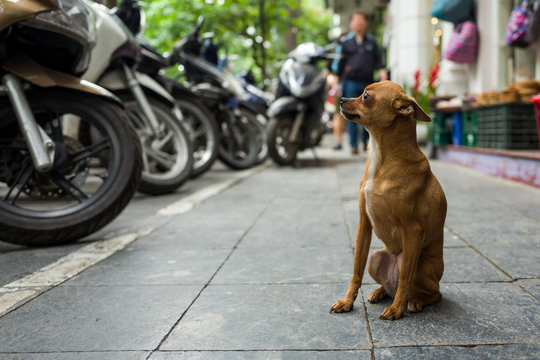 A street dog in Hanoi, Vietnam.