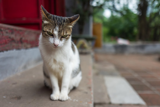A street cat in Hanoi, Vietnam.
