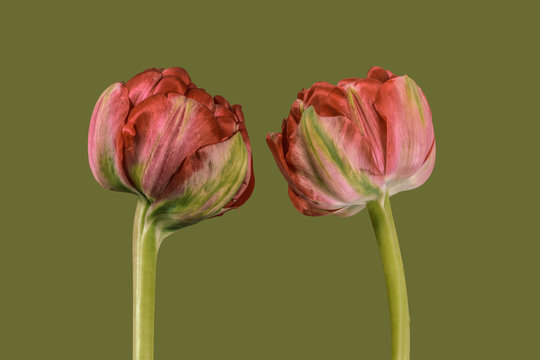 Two tulips against plain background, red and green