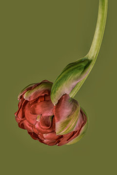 Close-up of tulip against green background