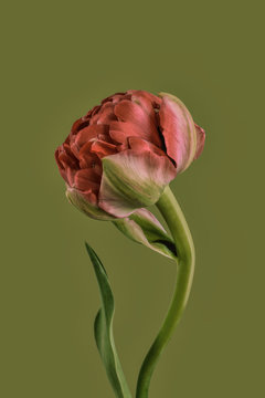 Tulip against plain background, red and green