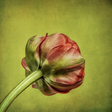 Tulip with textured background, red and green