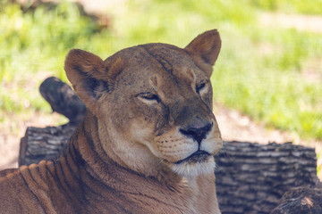 The female lion rests in the sun, close up