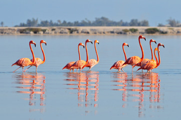A row of American flamingos (Phoenicopterus ruber ruber American Flamingo) in the Rio Lagardos, Mexico. - 202898336