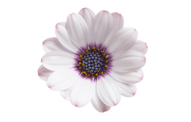 Osteospermum Flower Daisy Isolated