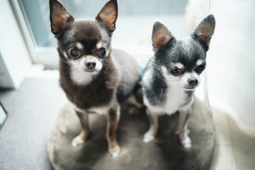 Two chihuahuas are sitting on the cushion