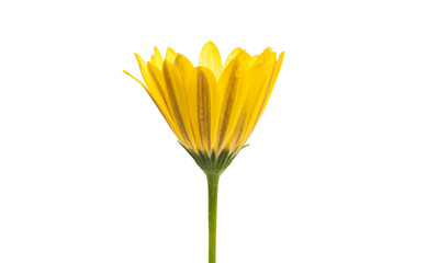 yellow Osteospermum Flower Daisy