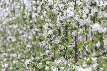 Orchards in spring in the fruit capital of Holland: The Betuwe