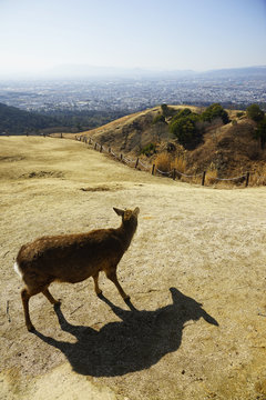若草山に遊ぶ奈良の鹿