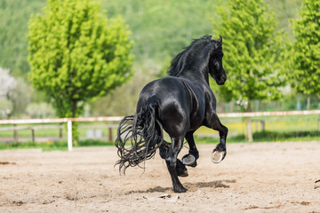 black friesian stallion runs gallop in sunny day
