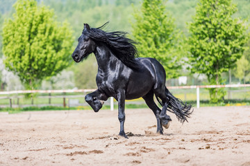 black friesian stallion runs gallop in sunny day