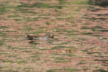 A common moorhen swimming in the waters of bharatpur bird sanctuary