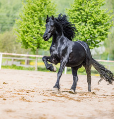 Fototapeta na wymiar black friesian stallion runs gallop in sunny day