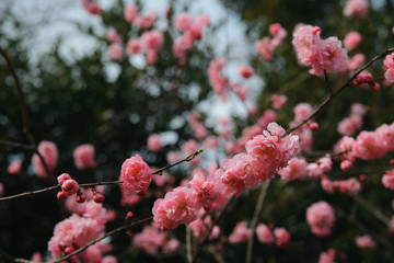 Pink blossoms of cherry blossoms