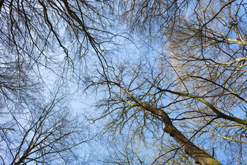 Fototapeta na wymiar looking up to leafless tree top