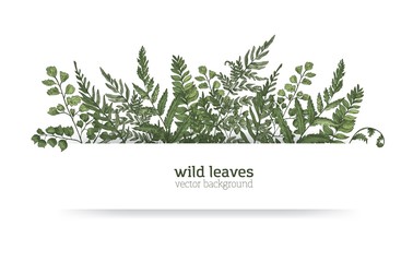 Beautiful horizontal background or banner decorated with gorgeous ferns, wild herbs or green herbaceous plants. Elegant herbal backdrop or border. Colorful realistic natural vector illustration.