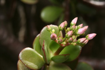 Crassula Ovata Flower head