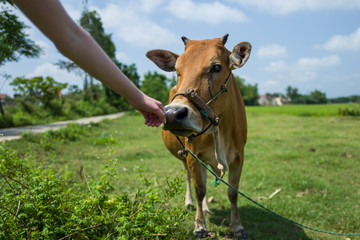 Naklejka na ściany i meble A cow on a meadow near Hoi An, Vietnam.
