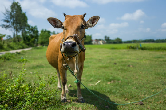 A cow on a meadow near Hoi An, Vietnam.