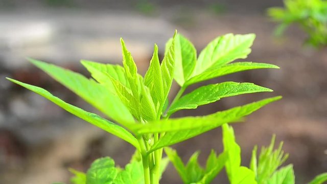 Acer negundo, leaves, shoots, spring