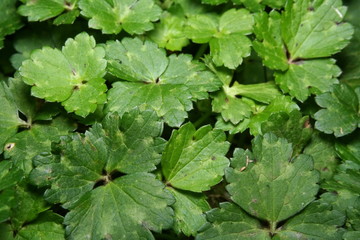 Creeping Buttercup Weed 'Ranunculus repens'