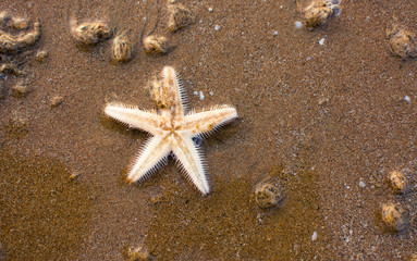 Starfish on the beach