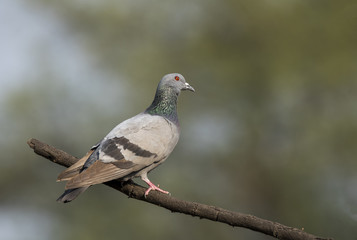 A rock pigeon perched on a branch inside bharatpur bird sanctuary on a winter evening 