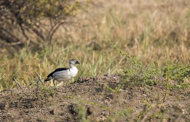 A comb duck walking up a sand mound next to a pond inside bharatpur bird sanctuary