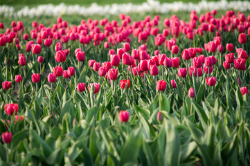 Red pink tulip field - 202902908