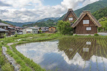 Fototapeta na wymiar Rice field in Historical village Shirakawa-go in Japan
