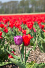 Purple and red tulip together in a redtulipfield - 202902964