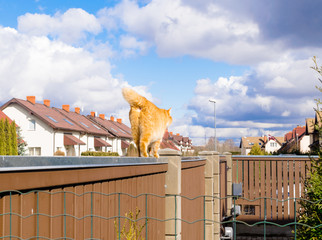 fat red cat is walking on the fencil in beautiful residential sector of row houses in sunny day...