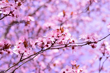 Primer plano de una rama con flores de almendros en tonos rosados y azulados