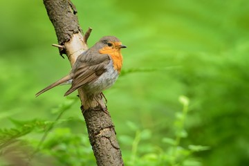 European Robin - Erithacus rubecula sitting on the branch