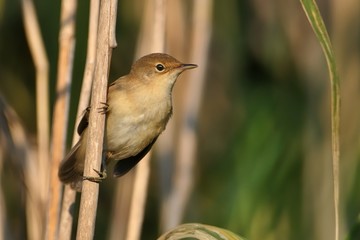 Savi's Warbler - Locustella luscinioides