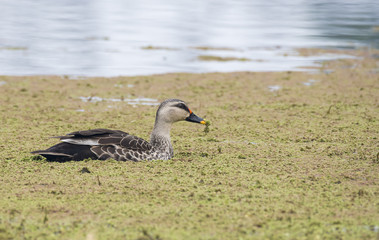 A spot billed duck swimming in the lakes of bharatpur bird sanctuary