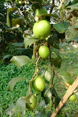 Jujube Fruit Bair Fruit or chinee apple on plant