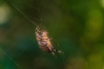 Garden-spider araneus in the center of web. Natural background with green bokeh. Cobweb with...