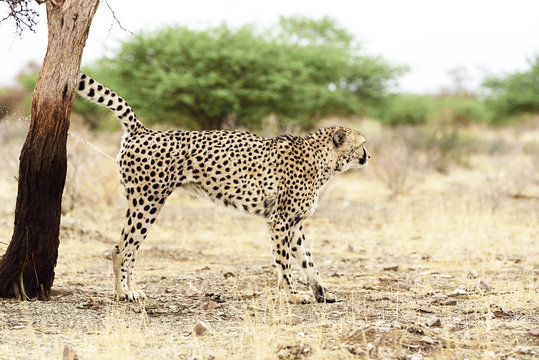 gepard markiert ihr revier
