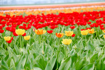 Farbenfrohe Tulpenfelder in Holland im Frühling