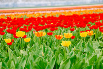 Farbenfrohe Tulpenfelder in Holland im Frühling